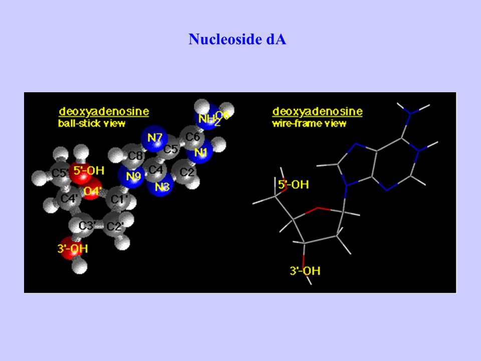 Nucleoside dA