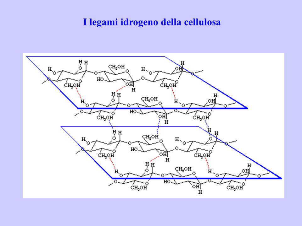 I legami idrogeno della cellulosa