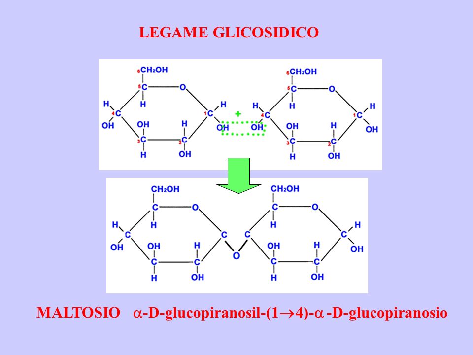 LEGAME GLICOSIDICO MALTOSIO a-D-glucopiranosil-(14)-a -D-glucopiranosio