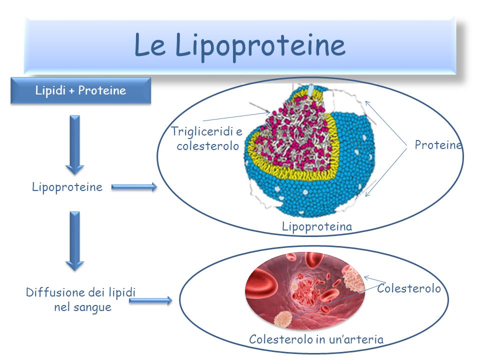 Le Lipoproteine Lipidi + Proteine Trigliceridi e colesterolo Proteine