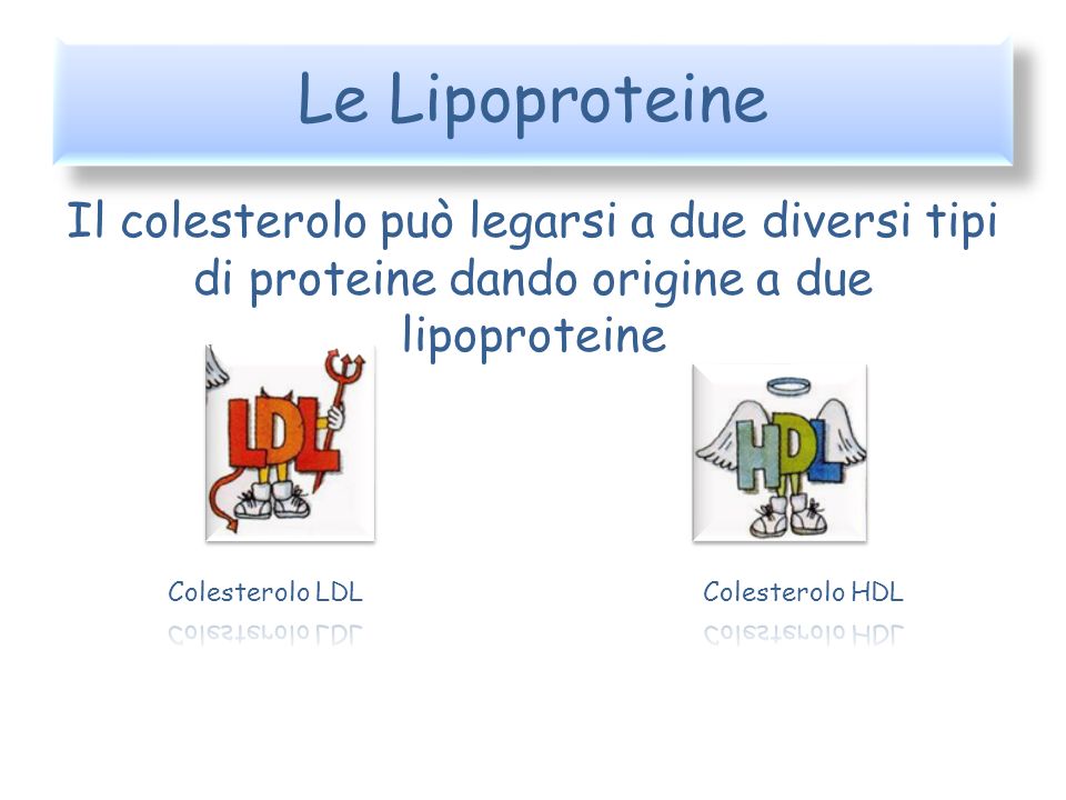 Le Lipoproteine Il colesterolo può legarsi a due diversi tipi di proteine dando origine a due lipoproteine.