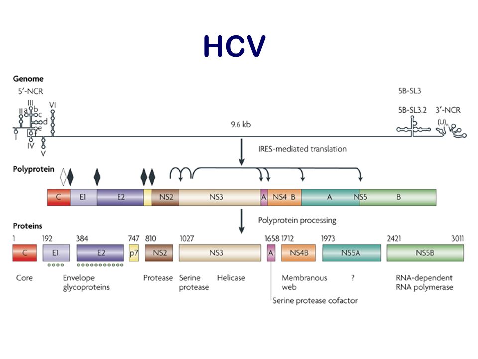 Hcv это. РНК HCV. Структура HCV. Геном HCV. ДНК HCV что это.