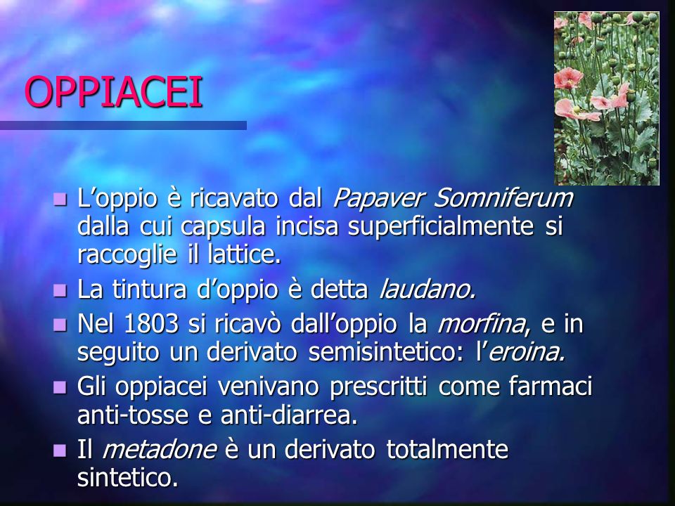OPPIACEI L’oppio è ricavato dal Papaver Somniferum dalla cui capsula incisa superficialmente si raccoglie il lattice.