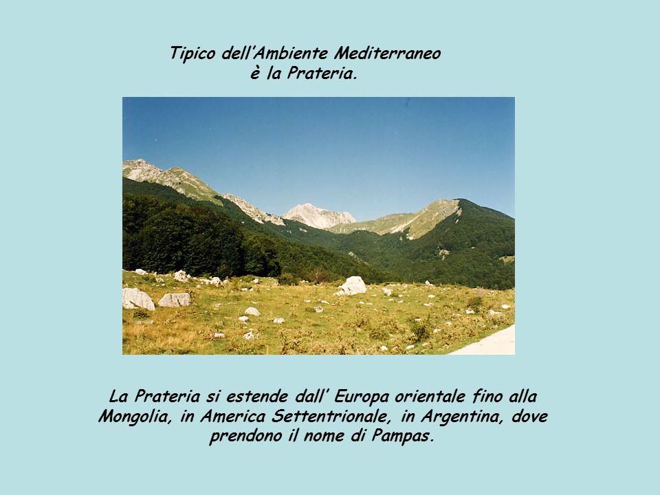 Tipico dell’Ambiente Mediterraneo è la Prateria.