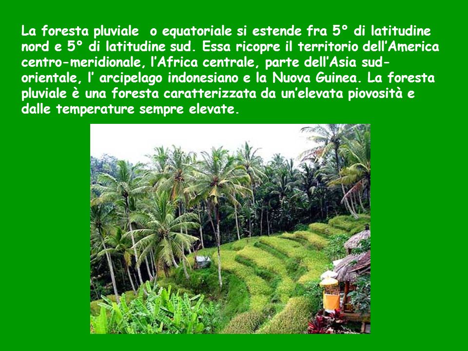 La foresta pluviale o equatoriale si estende fra 5° di latitudine nord e 5° di latitudine sud.
