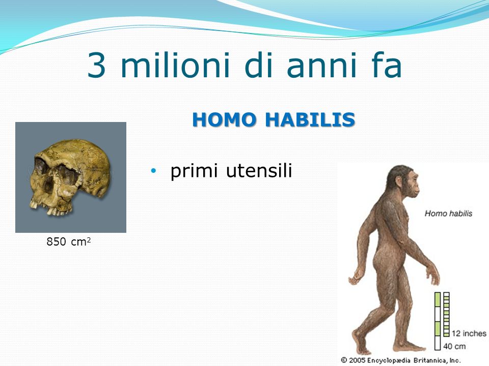 3 milioni di anni fa HOMO HABILIS primi utensili 850 cm2