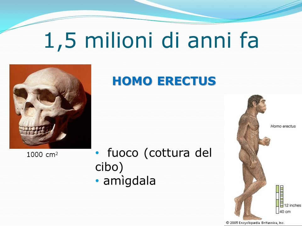 1,5 milioni di anni fa HOMO ERECTUS fuoco (cottura del cibo) amìgdala