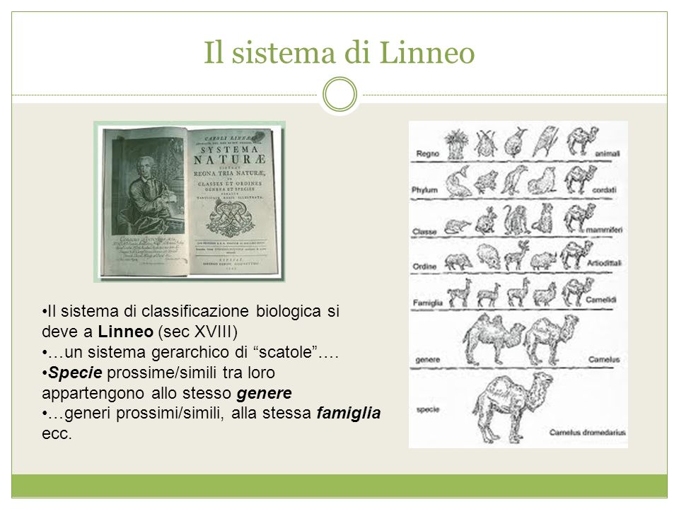 Il sistema di Linneo Il sistema di classificazione biologica si deve a Linneo (sec XVIII) …un sistema gerarchico di scatole ….