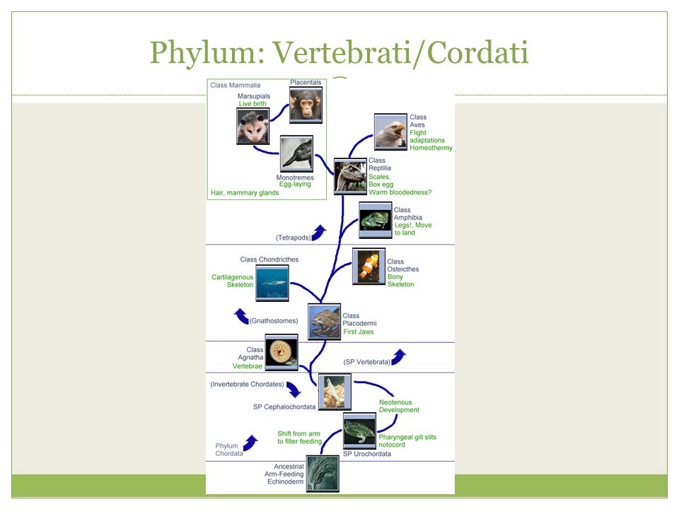 Phylum: Vertebrati/Cordati