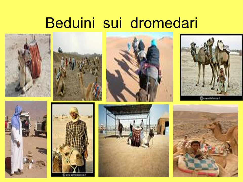 Beduini sui dromedari
