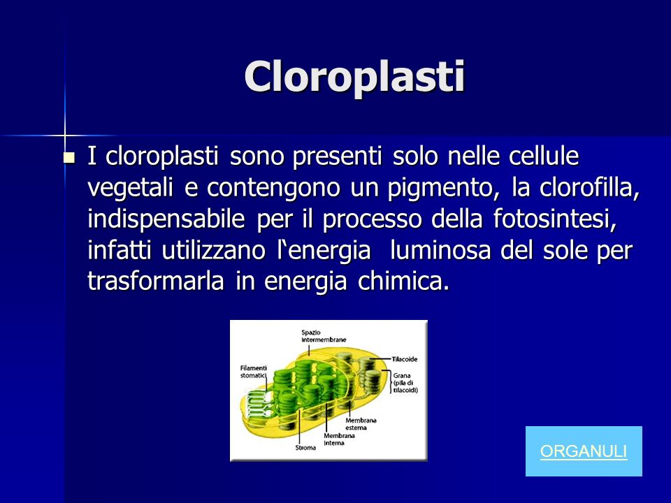 Cloroplasti