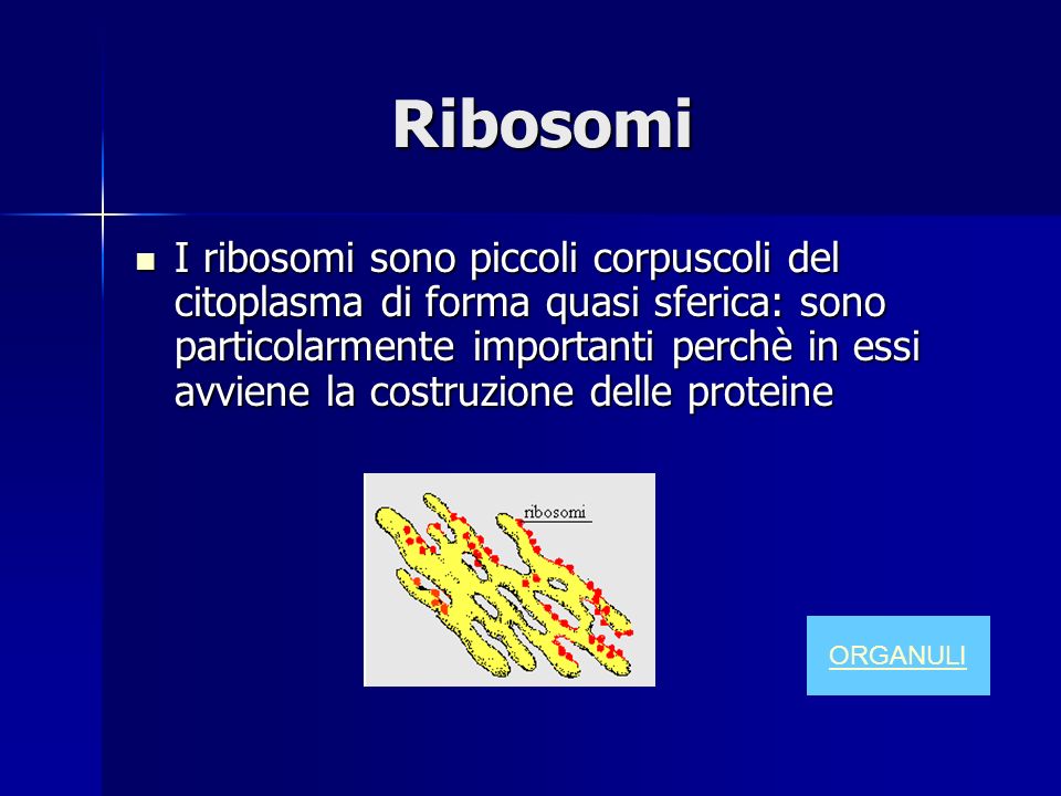 Ribosomi