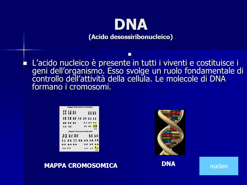 DNA (Acido desossiribonucleico)