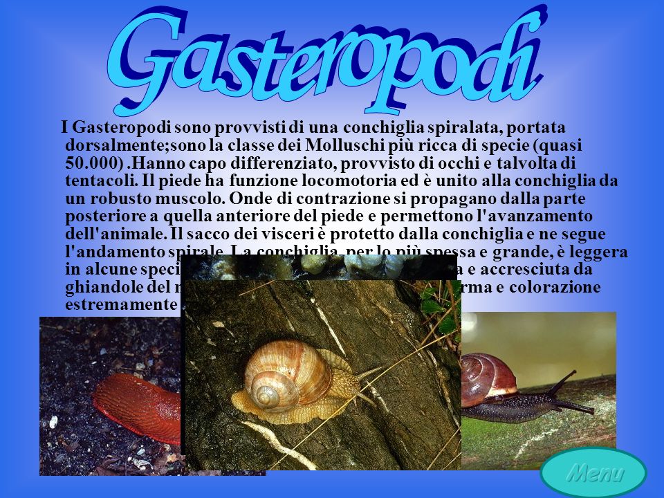 Gasteropodi