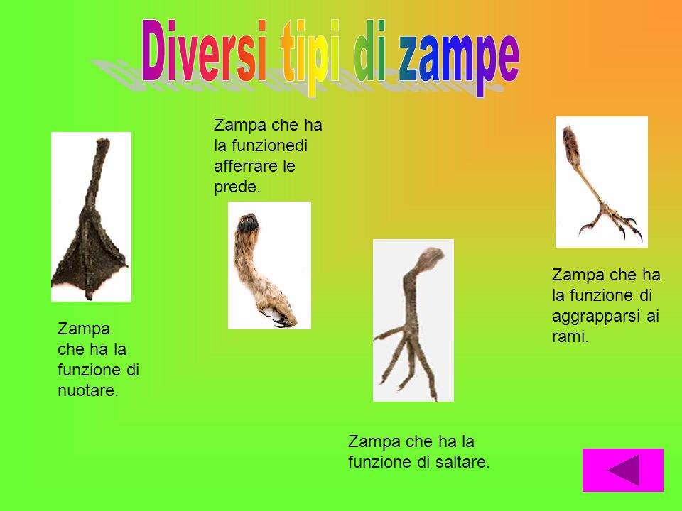 Diversi tipi di zampe Zampa che ha la funzionedi afferrare le prede.