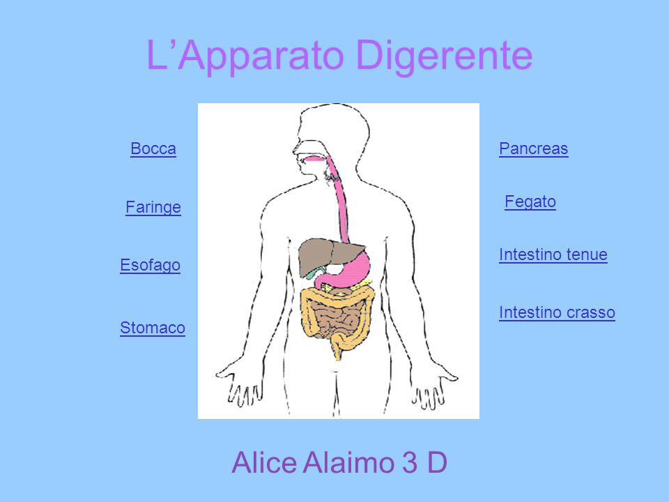 L’Apparato Digerente Alice Alaimo 3 D Bocca Pancreas Fegato Faringe