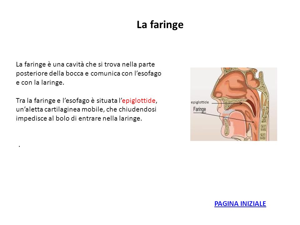La faringe La faringe è una cavità che si trova nella parte posteriore della bocca e comunica con l’esofago e con la laringe.