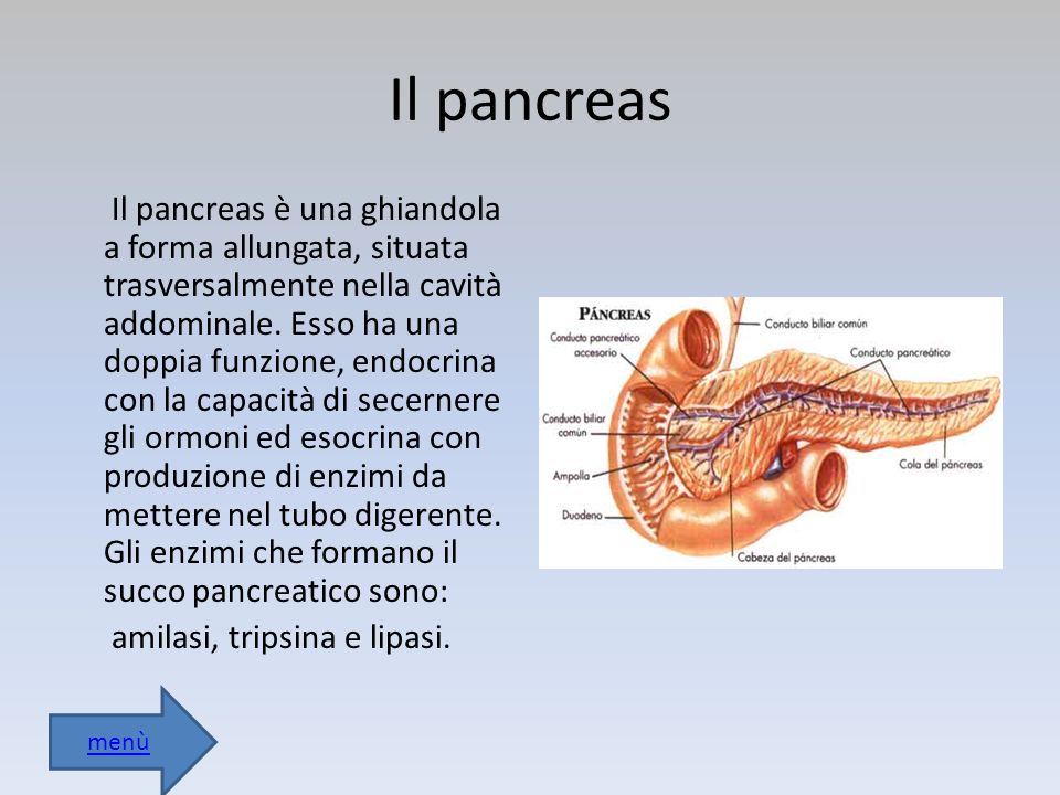 Il pancreas