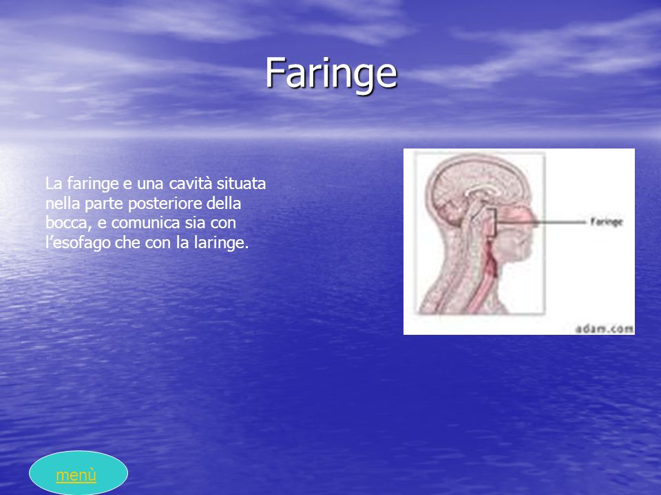 Faringe La faringe e una cavità situata nella parte posteriore della bocca, e comunica sia con l’esofago che con la laringe.