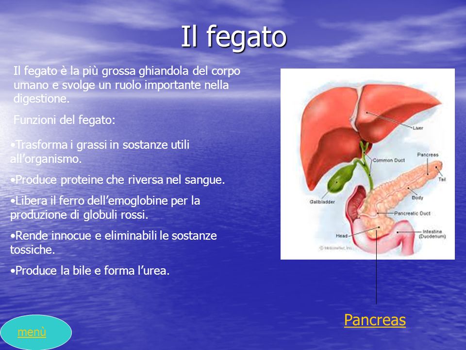 Il fegato Il fegato è la più grossa ghiandola del corpo umano e svolge un ruolo importante nella digestione.