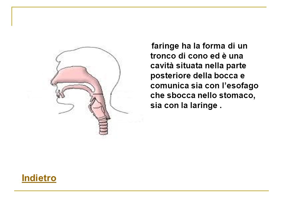 La faringe ha la forma di un tronco di cono ed è una cavità situata nella parte posteriore della bocca e comunica sia con l’esofago che sbocca nello stomaco, sia con la laringe .