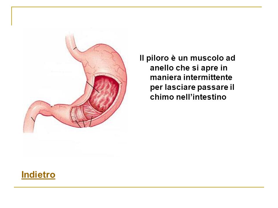 Il piloro è un muscolo ad anello che si apre in maniera intermittente per lasciare passare il chimo nell’intestino