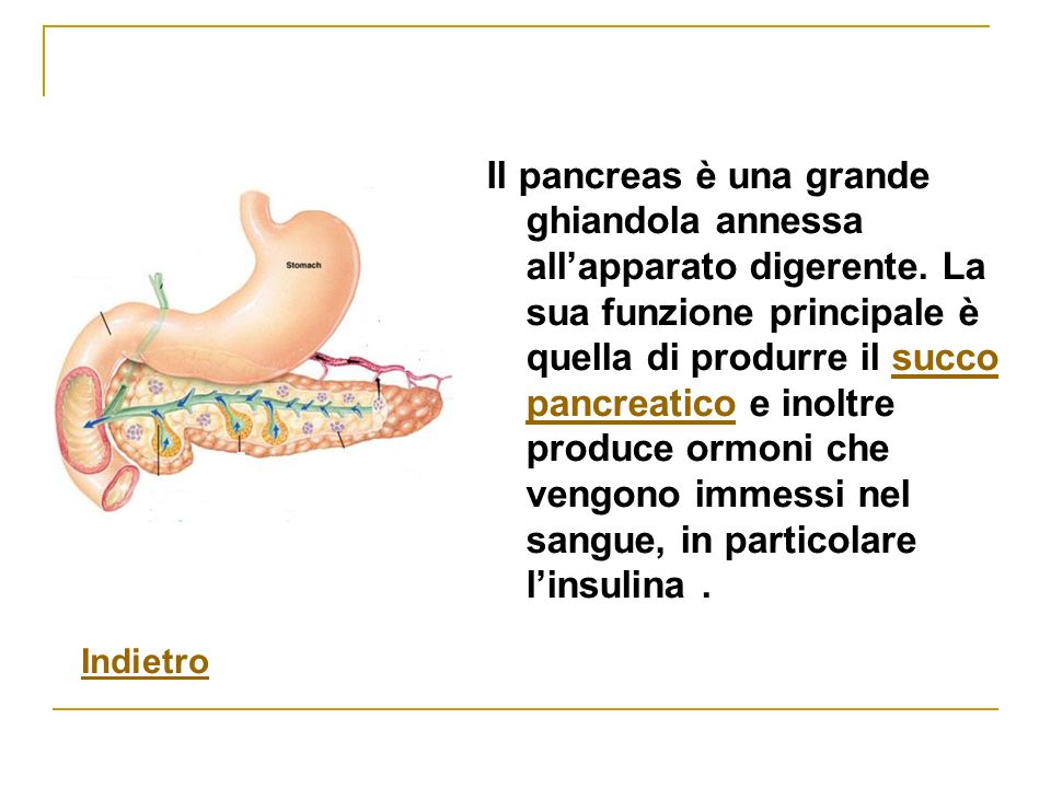 Il pancreas è una grande ghiandola annessa all’apparato digerente