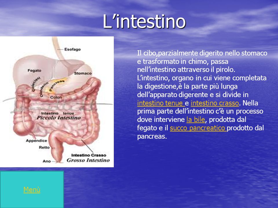 L’intestino