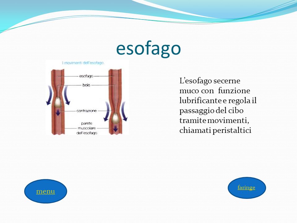esofago L’esofago secerne muco con funzione lubrificante e regola il passaggio del cibo tramite movimenti, chiamati peristaltici.