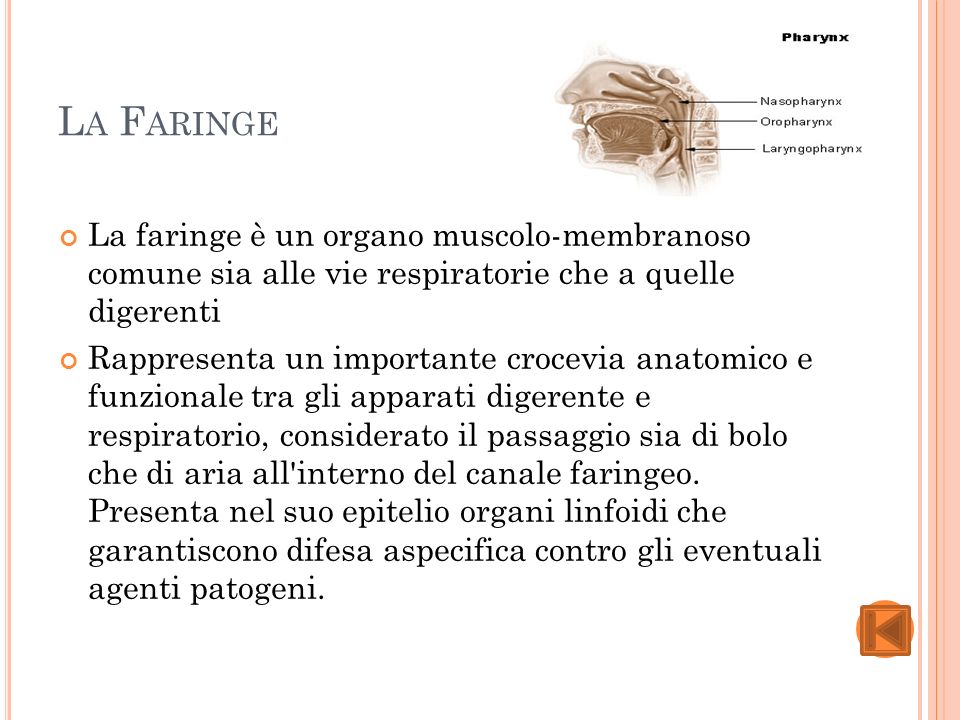 La Faringe La faringe è un organo muscolo-membranoso comune sia alle vie respiratorie che a quelle digerenti.