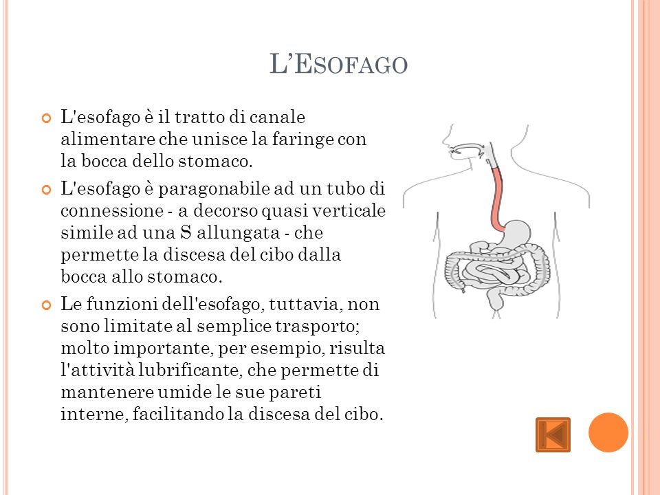 L’Esofago L esofago è il tratto di canale alimentare che unisce la faringe con la bocca dello stomaco.