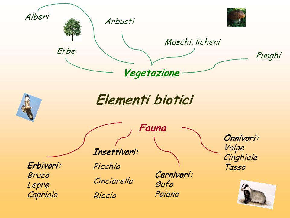 Elementi biotici Vegetazione Fauna Alberi Arbusti Muschi, licheni Erbe