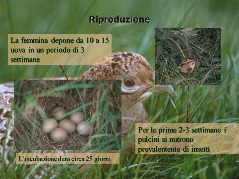 Riproduzione La femmina depone da 10 a 15 uova in un periodo di 3 settimane.