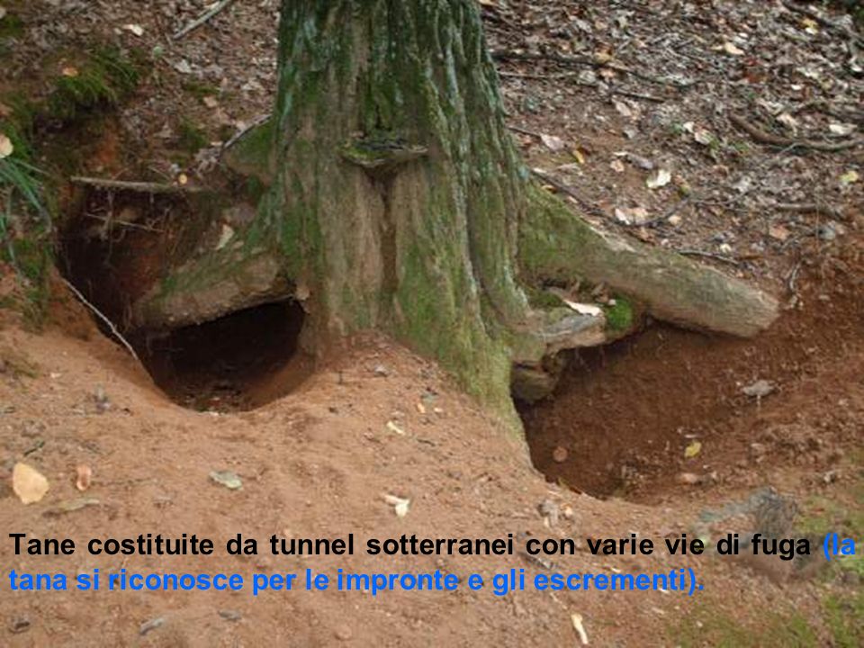 Tane costituite da tunnel sotterranei con varie vie di fuga (la tana si riconosce per le impronte e gli escrementi).