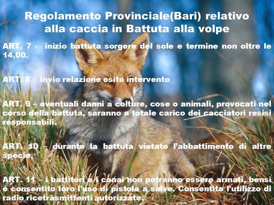 Regolamento Provinciale(Bari) relativo alla caccia in Battuta alla volpe