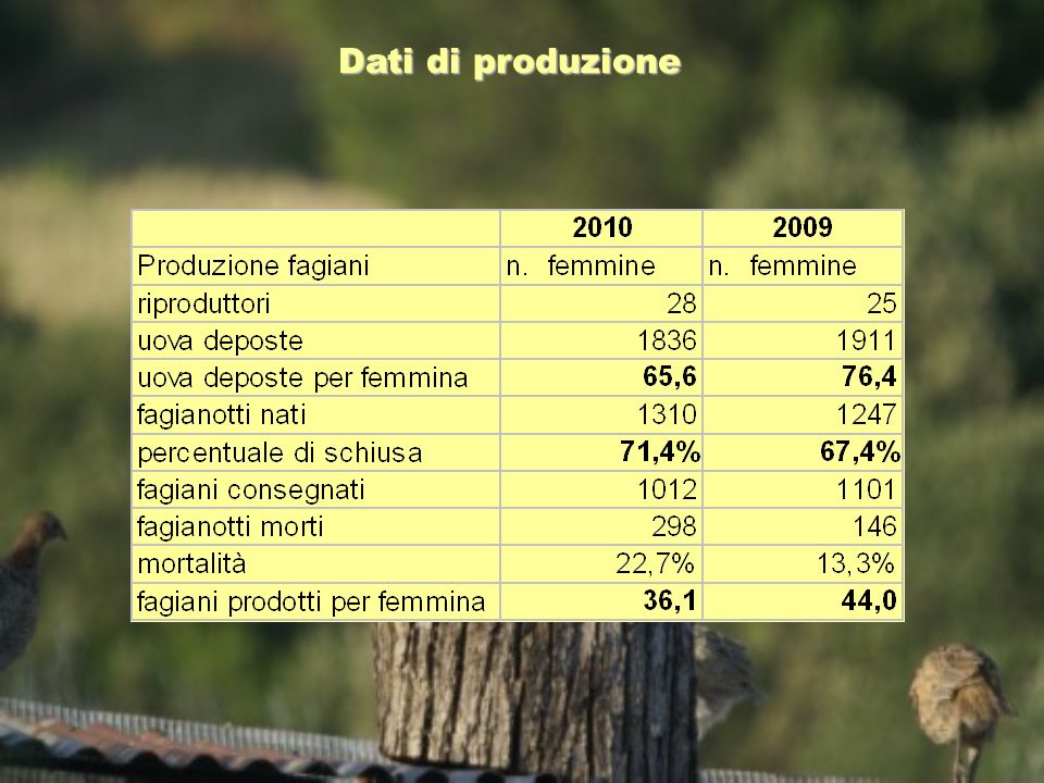 Dati di produzione