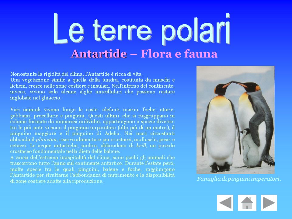 Le terre polari Antartide – Flora e fauna