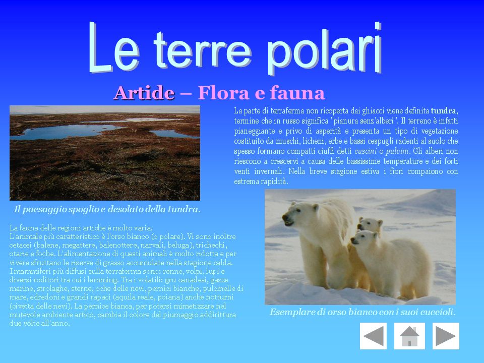 Le terre polari Artide – Flora e fauna
