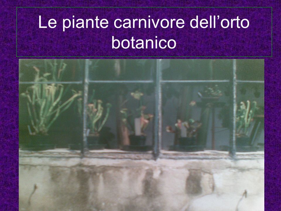 Le piante carnivore dell’orto botanico