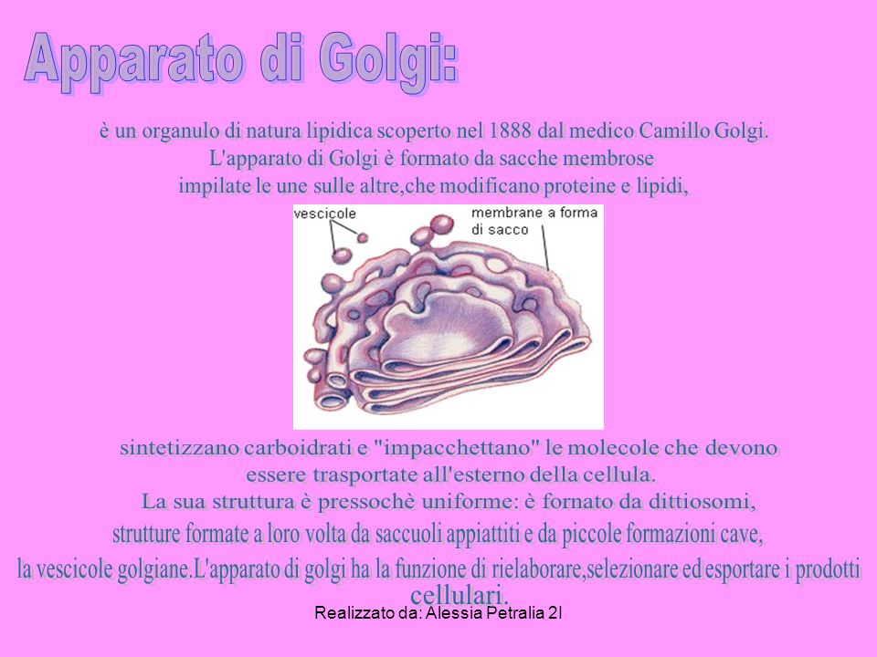 Apparato di Golgi: è un organulo di natura lipidica scoperto nel 1888 dal medico Camillo Golgi. L apparato di Golgi è formato da sacche membrose.