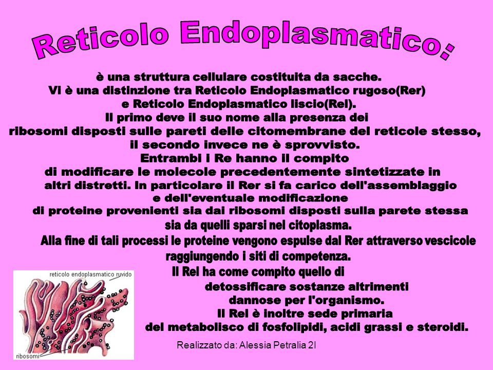 Reticolo Endoplasmatico: