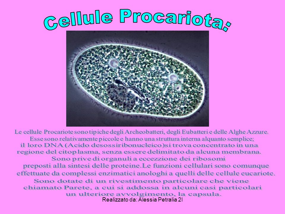 Cellule Procariota: Le cellule Procariote sono tipiche degli Archeobatteri, degli Eubatteri e delle Alghe Azzure.