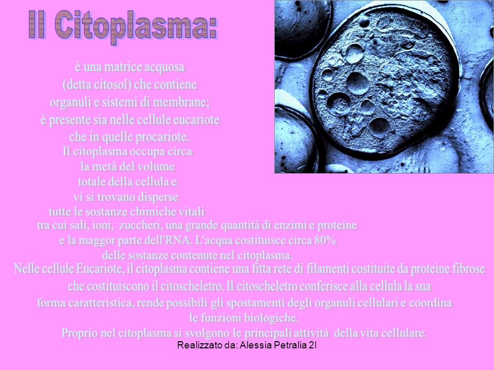 Il Citoplasma: è una matrice acquosa (detta citosol) che contiene