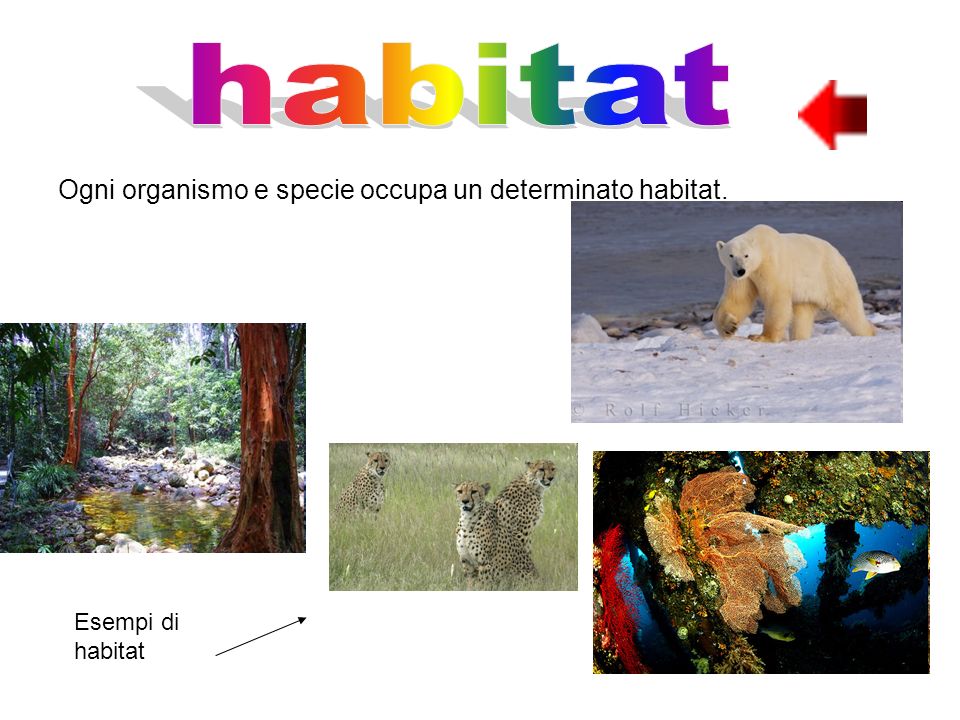 habitat Ogni organismo e specie occupa un determinato habitat.