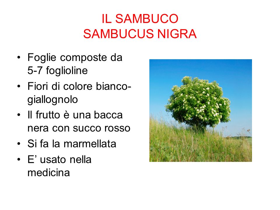 IL SAMBUCO SAMBUCUS NIGRA