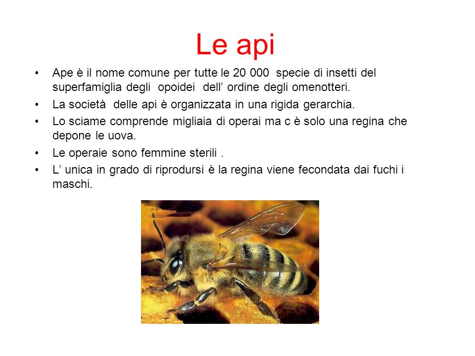 Le api Ape è il nome comune per tutte le specie di insetti del superfamiglia degli opoidei dell’ ordine degli omenotteri.