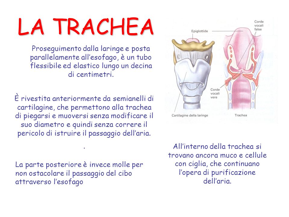 LA TRACHEA Proseguimento dalla laringe e posta parallelamente all’esofago, è un tubo flessibile ed elastico lungo un decina.