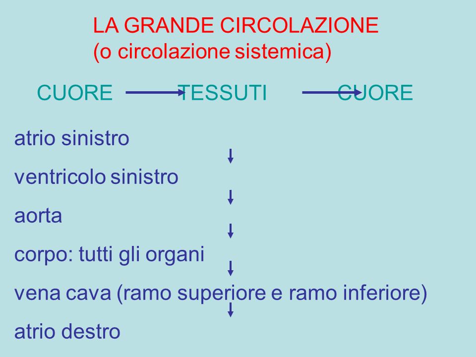 LA GRANDE CIRCOLAZIONE (o circolazione sistemica)