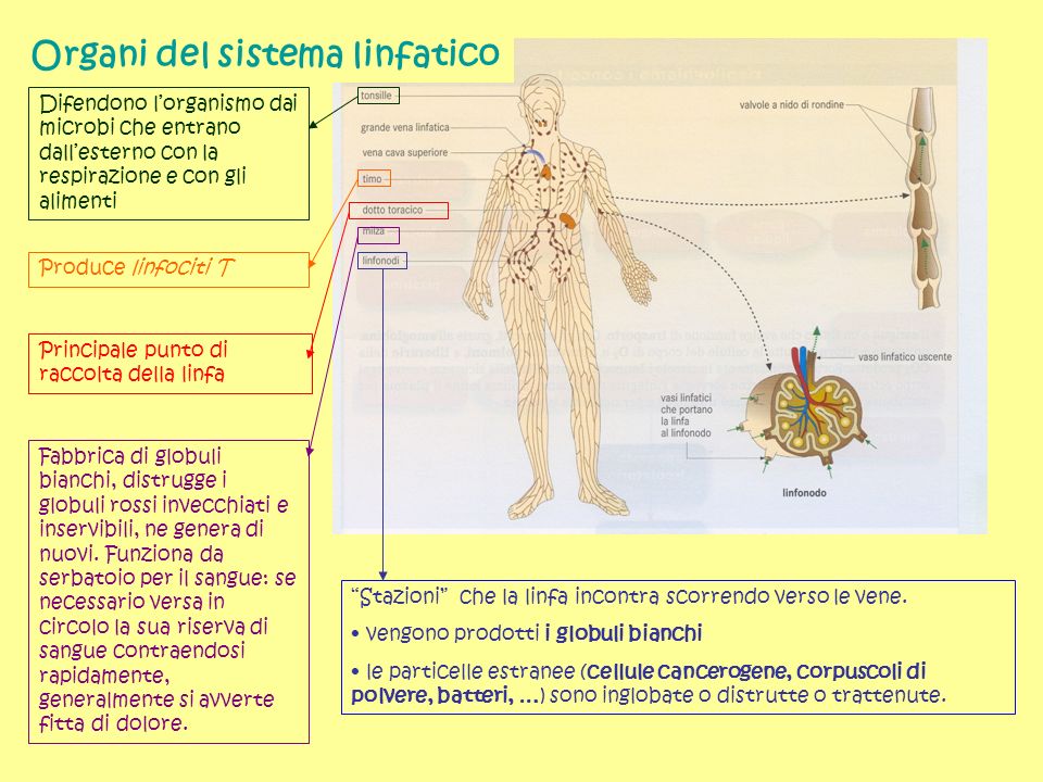 Organi del sistema linfatico