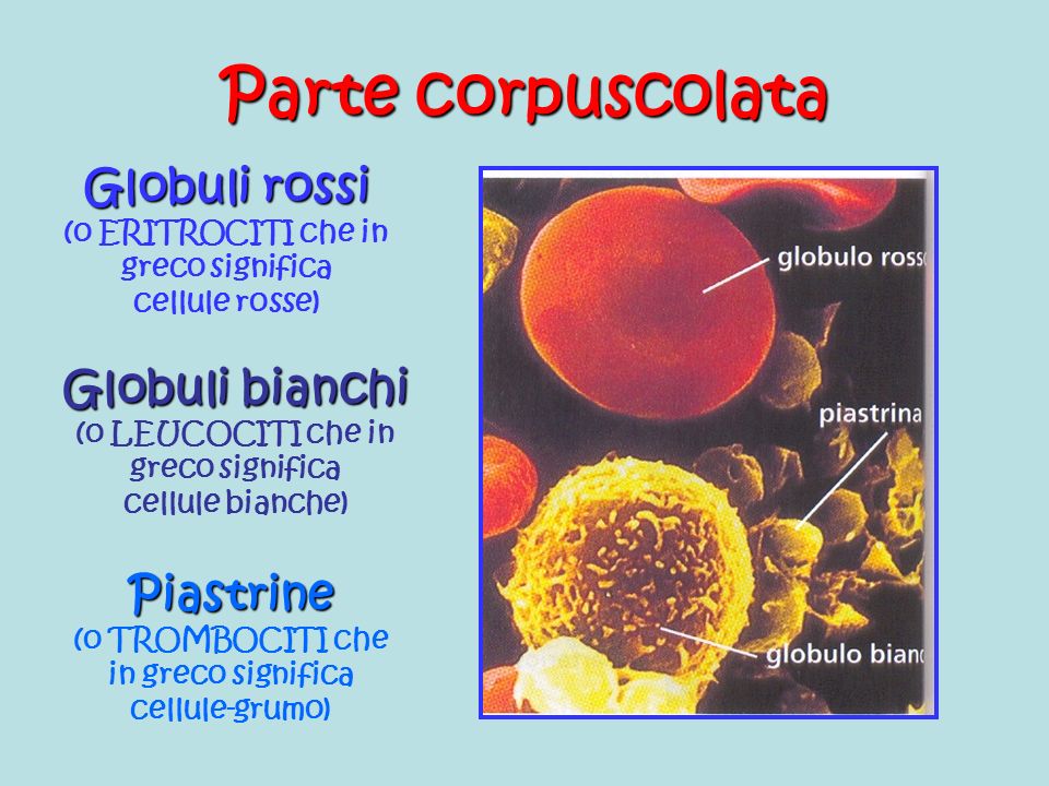 Parte corpuscolata Globuli rossi (o ERITROCITI che in greco significa cellule rosse)